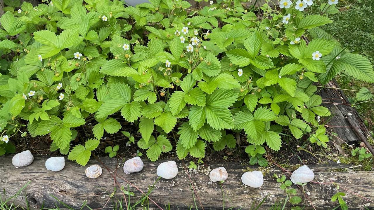 布莱德Mika'S Garden别墅 外观 照片